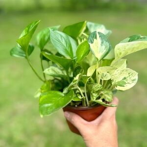 Pretty Manjula Pothos Plant